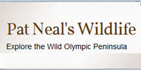 Pat Neal's Wildlife