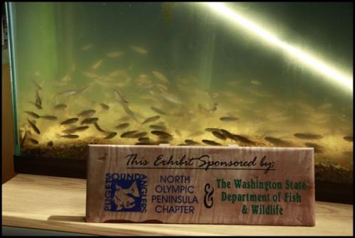 Salmon Exhibit Salmon Exhibit